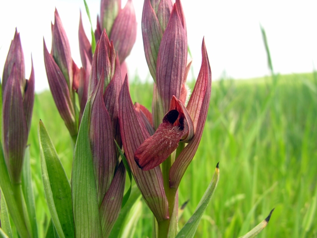 Serapias vomeracea pugliese